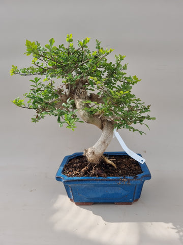 Bonsai Fraxinus
