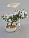 Bonsai Azalea kotaro