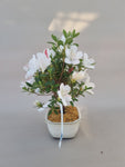 Bonsai Azalea kotaro