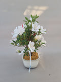 Bonsai Azalea kotaro