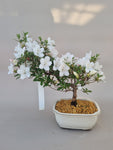 Bonsai Azalea kotaro