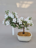 Bonsai Azalea kotaro