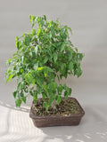 bonsai celtis