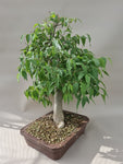 bonsai celtis