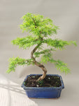 Bonsai pseudo lariks