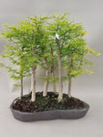 Bonsai pseudo lariks bos