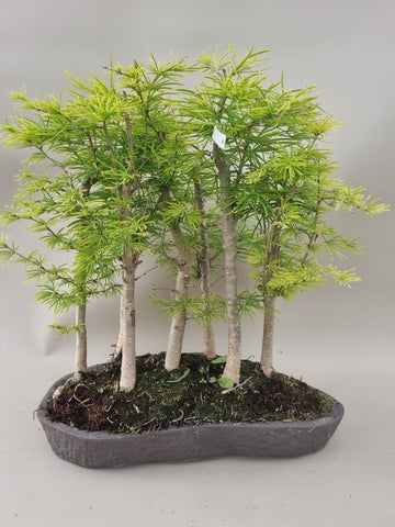 Bonsai pseudo lariks bos