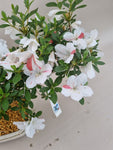 Bonsai Azalea kotaro