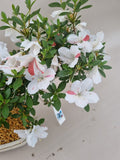 Bonsai Azalea kotaro