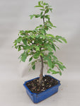 Bonsai hopbeuk