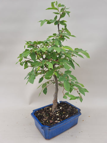 Bonsai hopbeuk