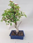 Bonsai Malus evereste