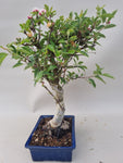 Bonsai Malus evereste