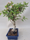 Bonsai Malus evereste