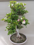 Bonsai Satsuki Azalea niko