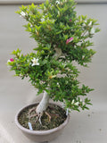 Bonsai Satsuki Azalea niko