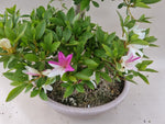 Bonsai Satsuki Azalea niko