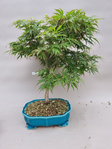 Bonsai boom acer palmatum shaina