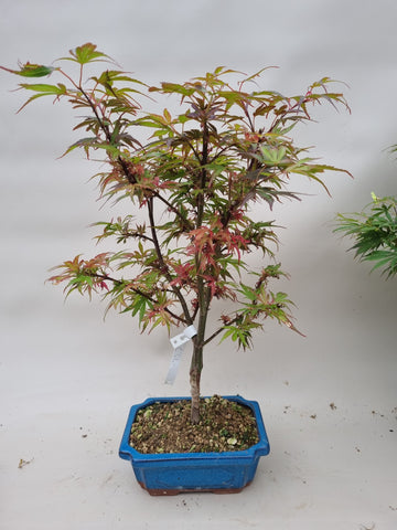 Bonsai boom acer palmatum shaina