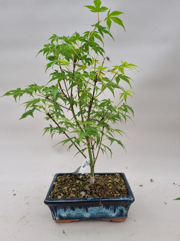 Bonsai acer palmatum katsura