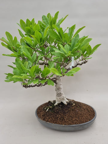 Bonsai magnolia stellata