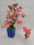 Bonsai Azalea kikuhime