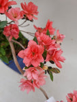 Bonsai Azalea kikuhime