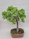 bonsai dwerglinde