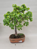 bonsai dwerglinde
