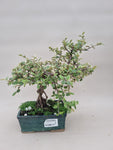 Bonsai cotoneaster francheti