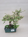 Bonsai cotoneaster francheti