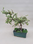 Bonsai cotoneaster francheti