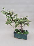 Bonsai cotoneaster francheti