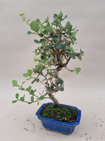 Quercus suber