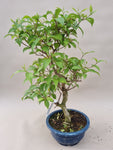 Bonsai callicarpa