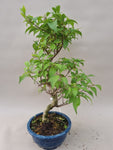 Bonsai callicarpa