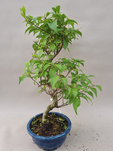 Bonsai callicarpa