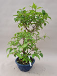 Bonsai callicarpa