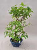 Bonsai callicarpa