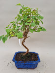 Bonsai Moerbei
