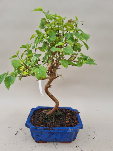 Bonsai Moerbei