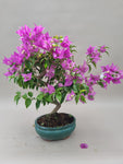 Bonsai bougainville