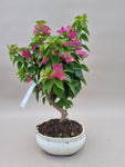 Bonsai bougainville