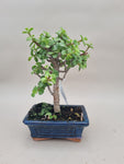 Bonsai portacularia