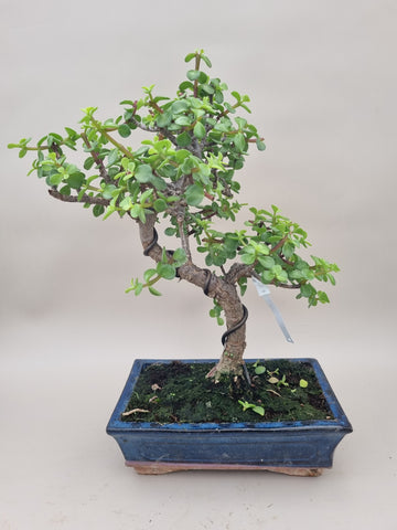 Bonsai portacularia