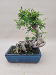Bonsai Ulmus Parvifolia op wortel