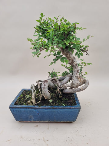 Bonsai Ulmus Parvifolia op wortel