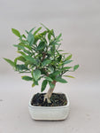 Bonsai Citrus citroen