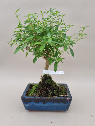 Bonsai serissa foetida