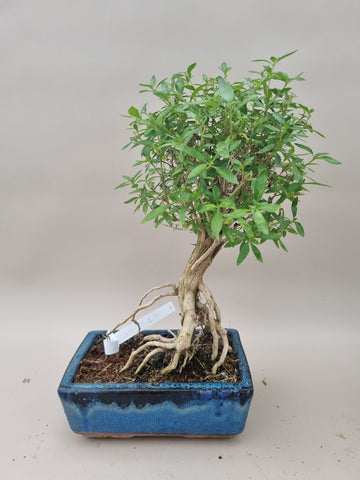 Bonsai serissa foetida neagari